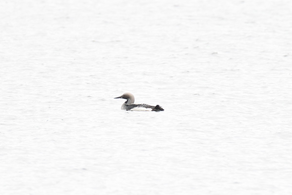 Arctic Loon - ML188673471