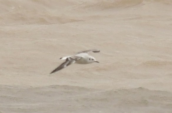 Bonaparte's Gull - ML188673561