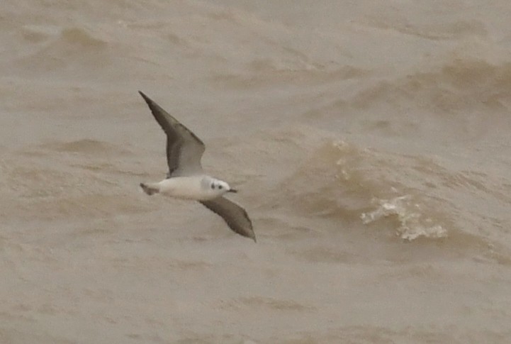 Bonaparte's Gull - Jeremy Bensette