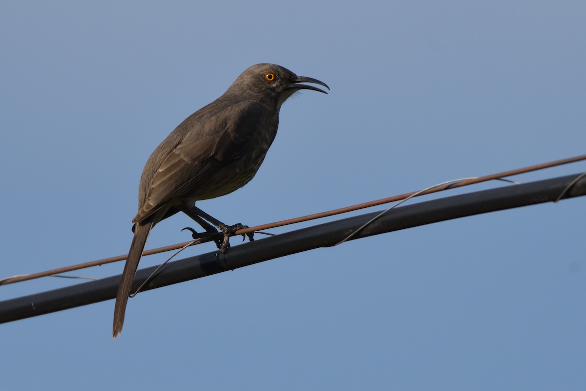 Curve-billed Thrasher - ML188674901