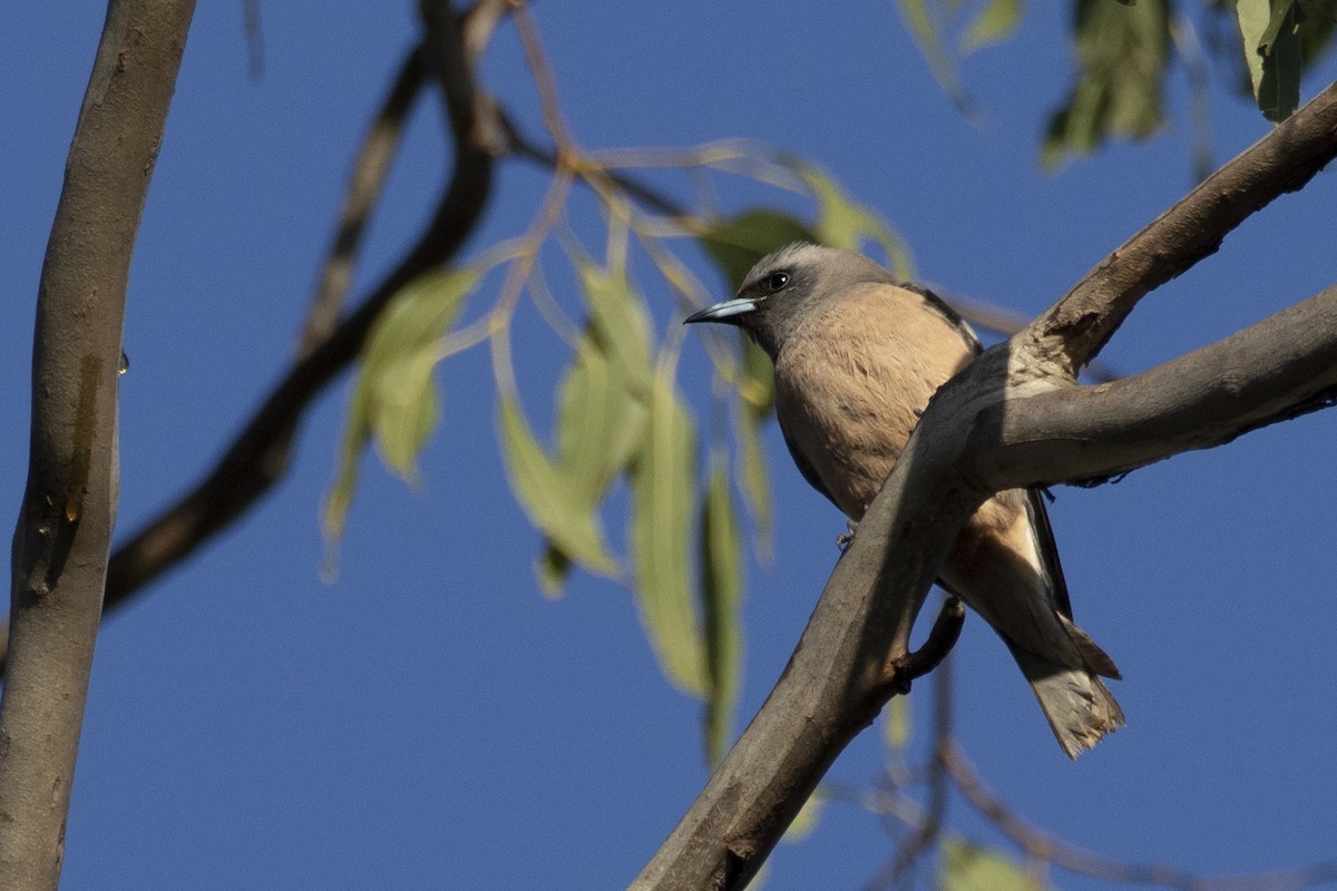 Masked x White-browed Woodswallow (hybrid) - ML188675321