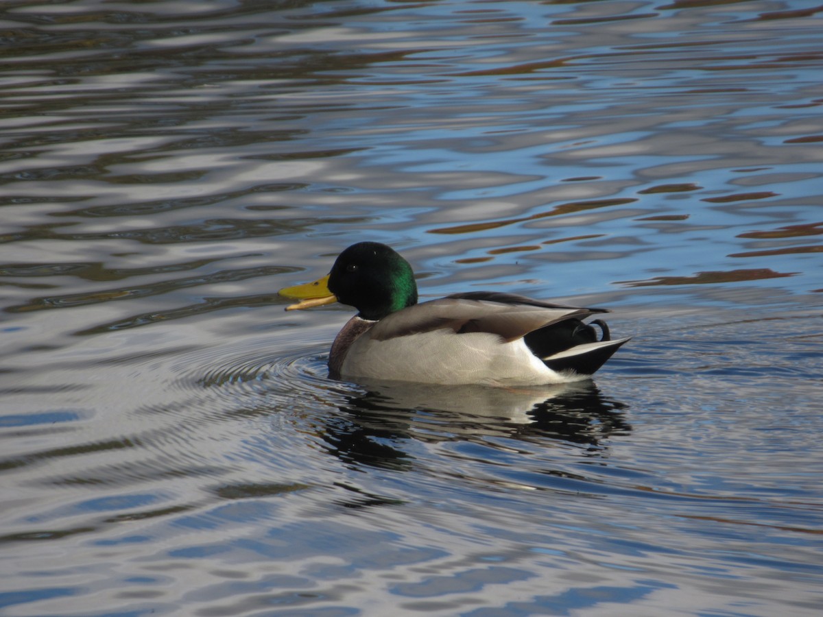 Stockente - ML188676141