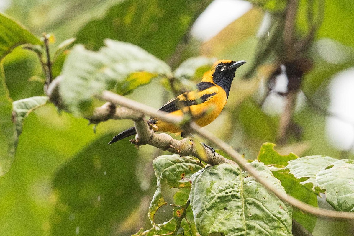 Golden Monarch - ML188677521