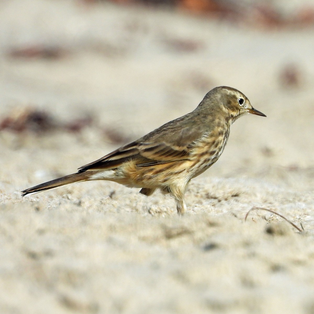 American Pipit - Peter Jungblut