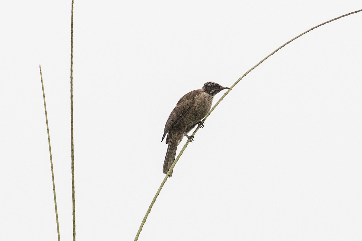 Streak-headed Honeyeater - Eric VanderWerf