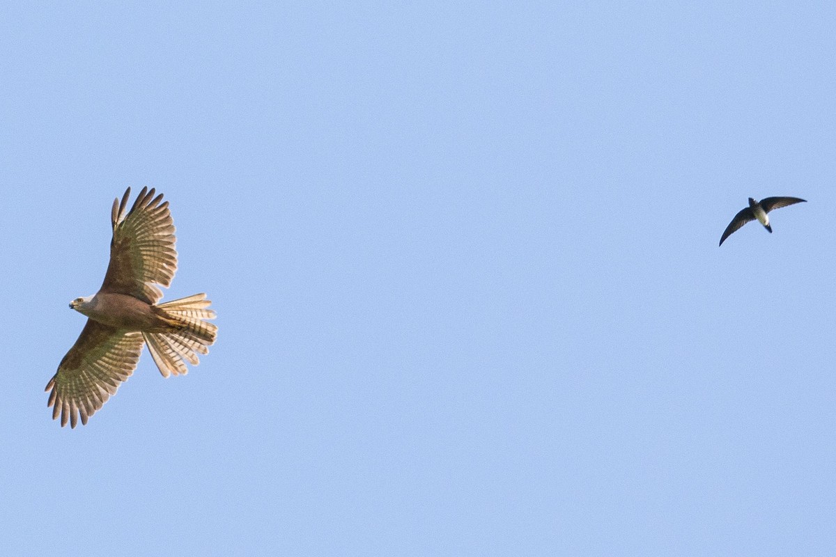 Papuan Spinetail - ML188678711