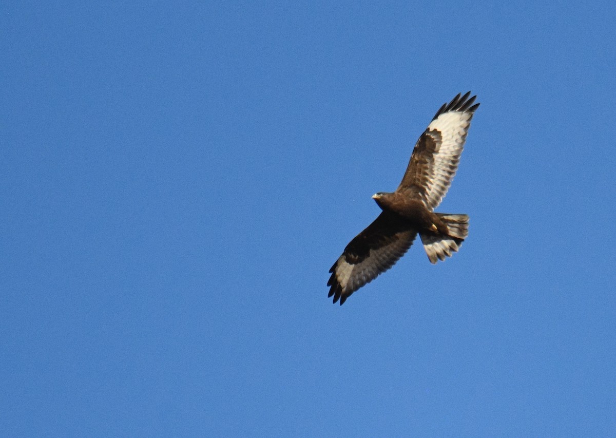 Rough-legged Hawk - ML188679441