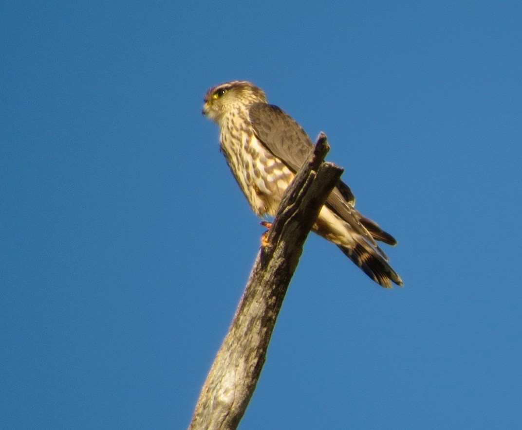 Merlin - ML188679571
