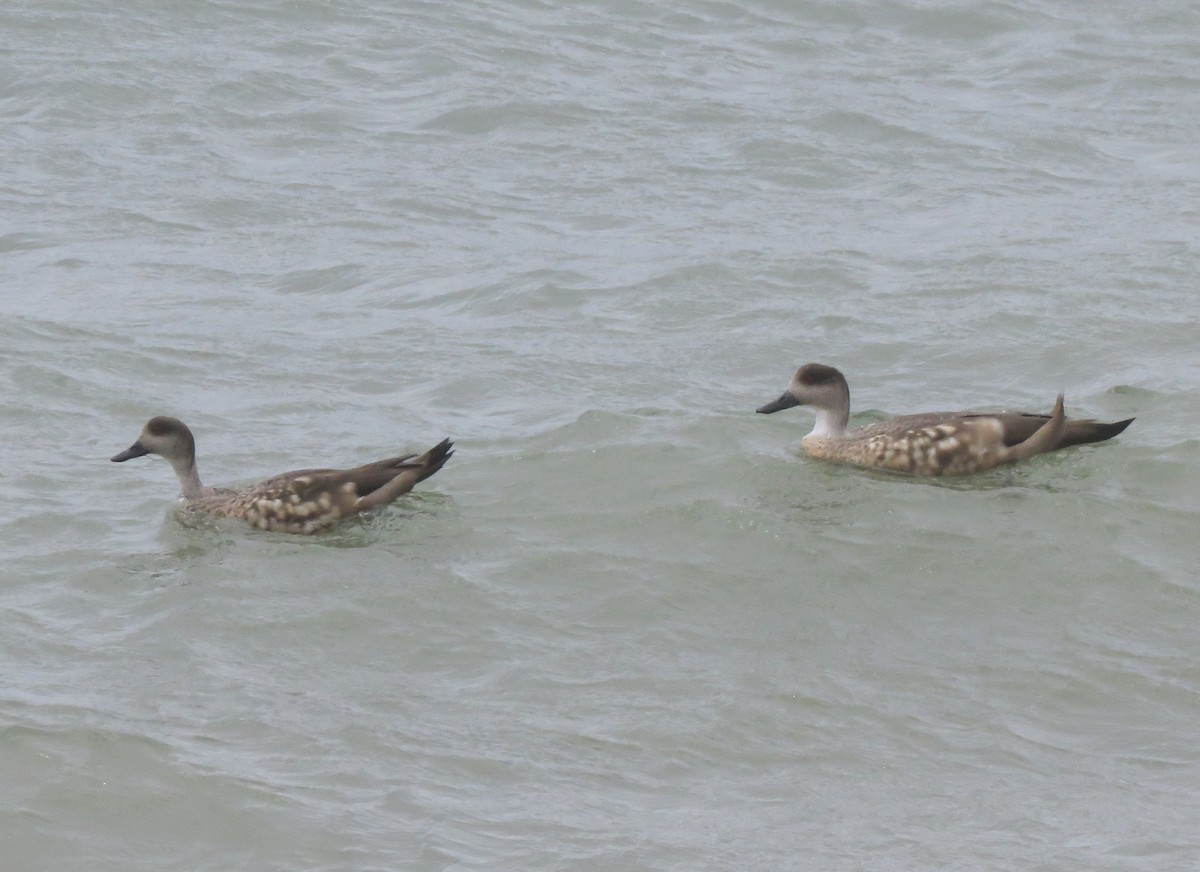 Crested Duck - ML188680341