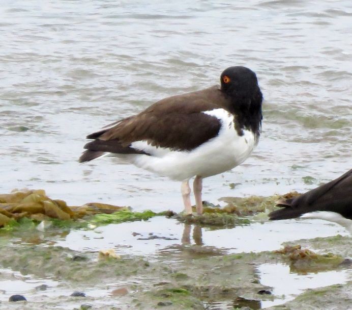 American Oystercatcher - ML188680391