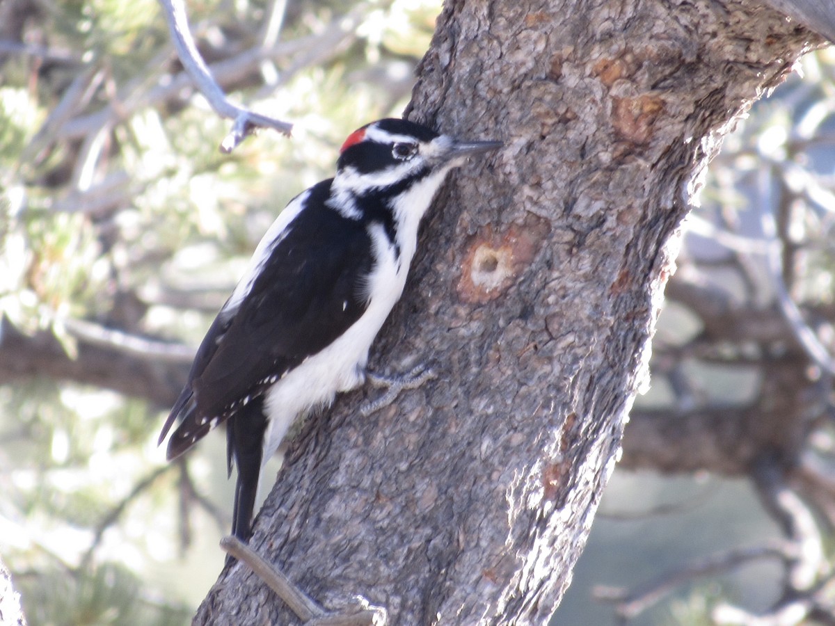 Hairy Woodpecker - Curtis Dykstra