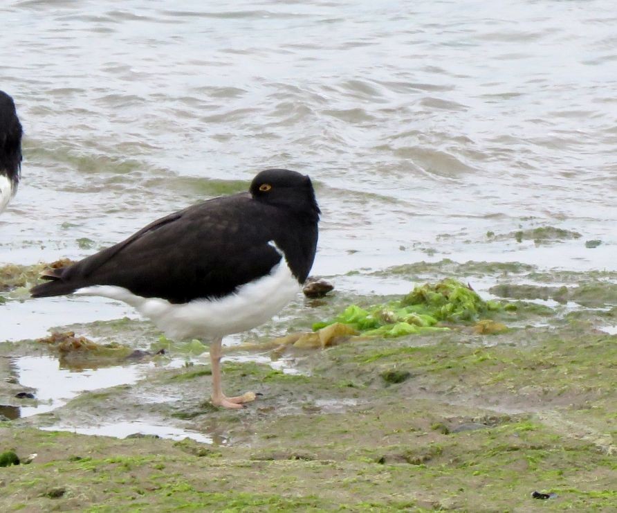 Magellanic Oystercatcher - ML188680411