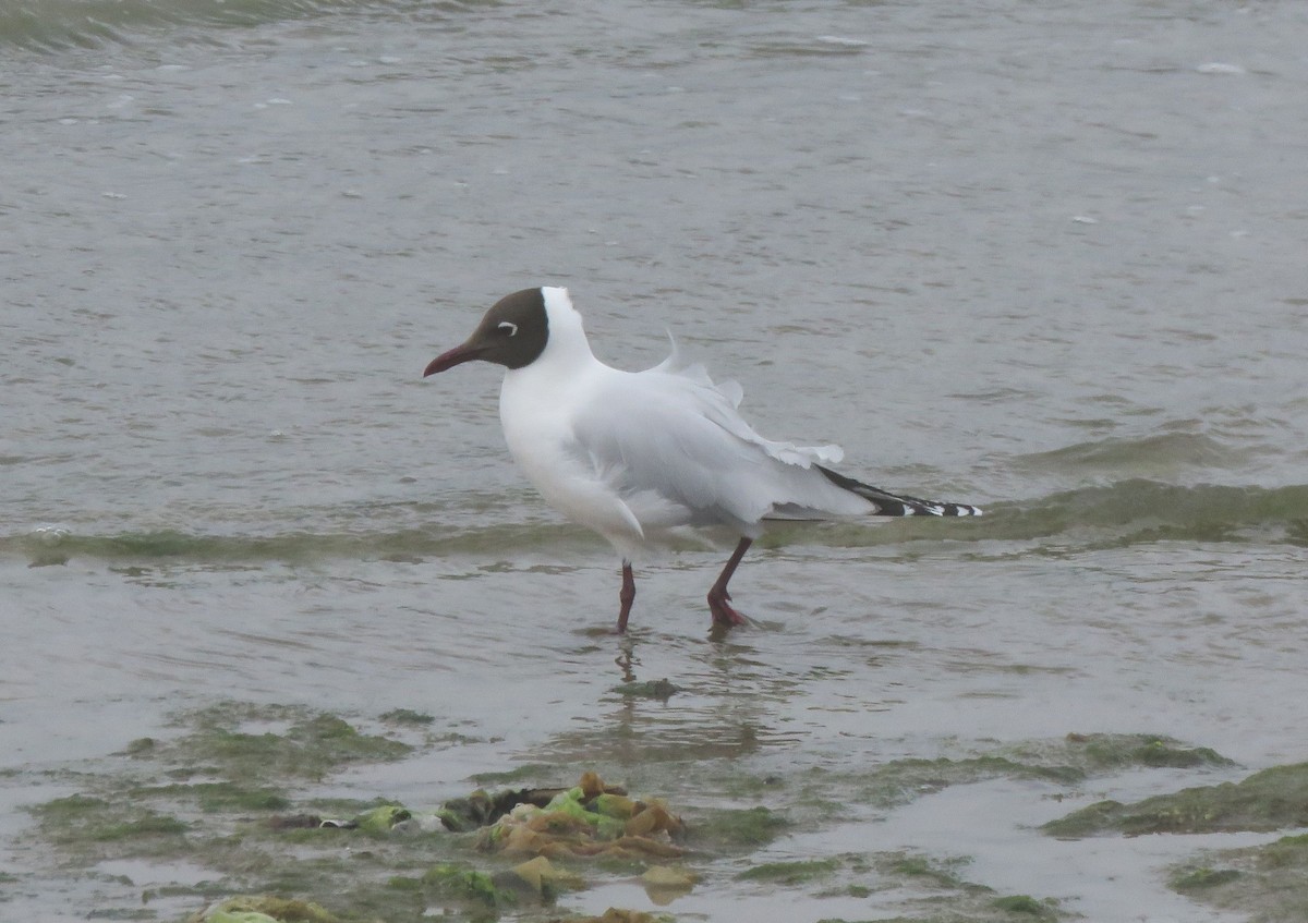 Brown-hooded Gull - ML188680441