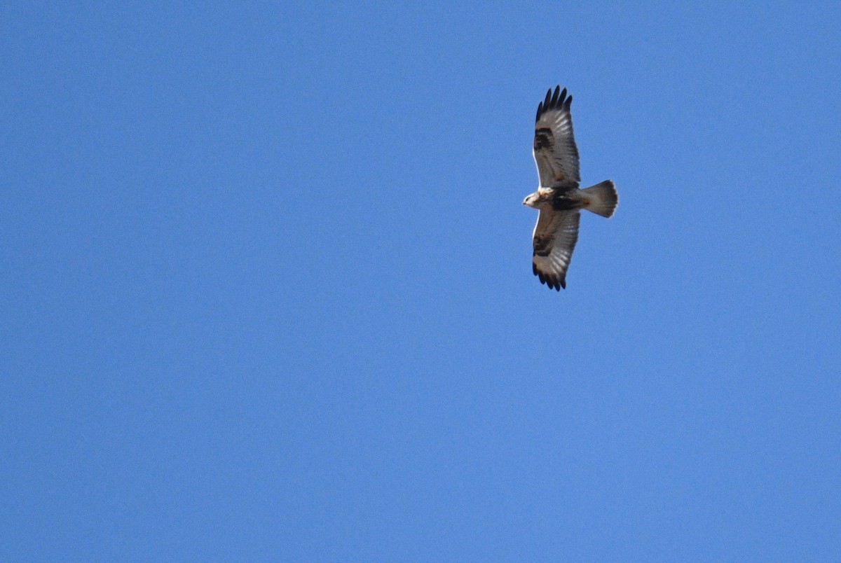 Rough-legged Hawk - ML188680471