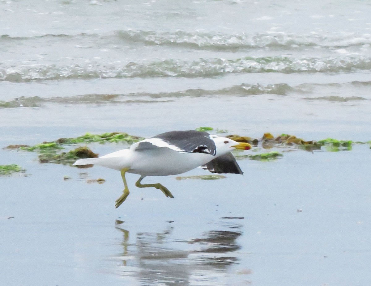 Kelp Gull - ML188680481