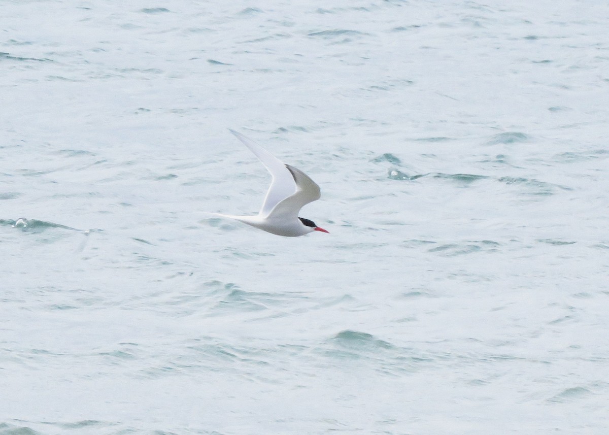 South American Tern - ML188680501