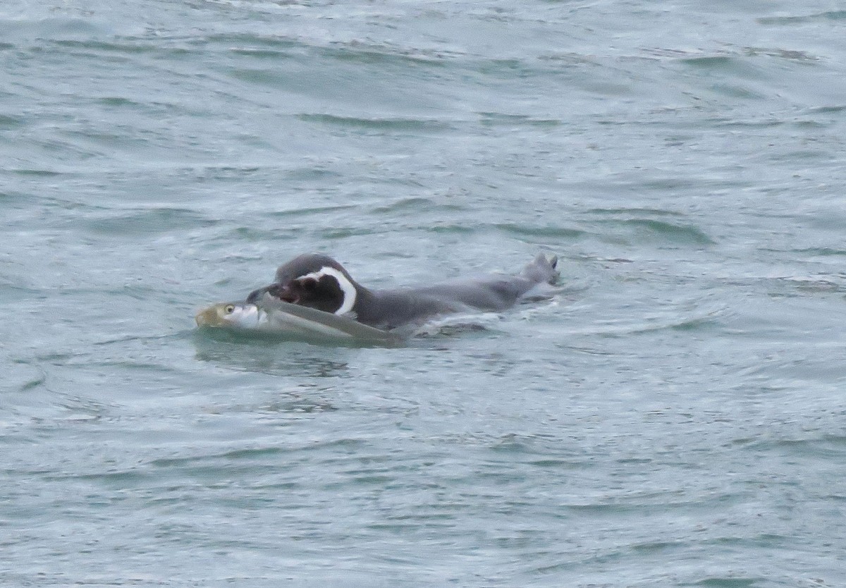 Magellanic Penguin - ML188680511