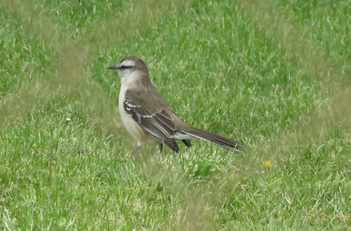 Chalk-browed Mockingbird - ML188680641