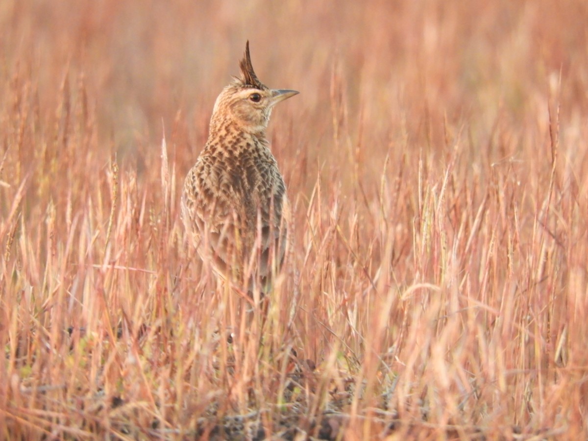 Malabar Lark - ML188680971