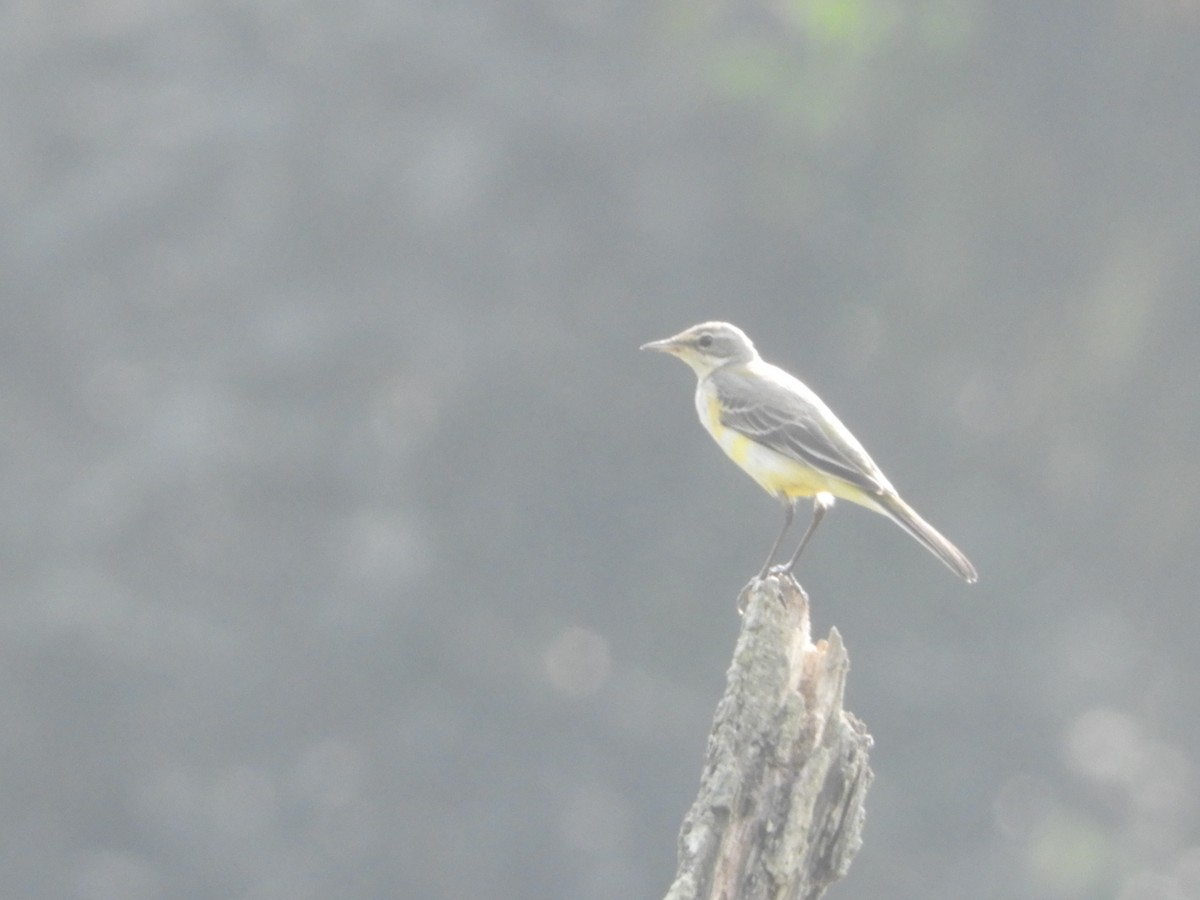 Western Yellow Wagtail - ML188681771