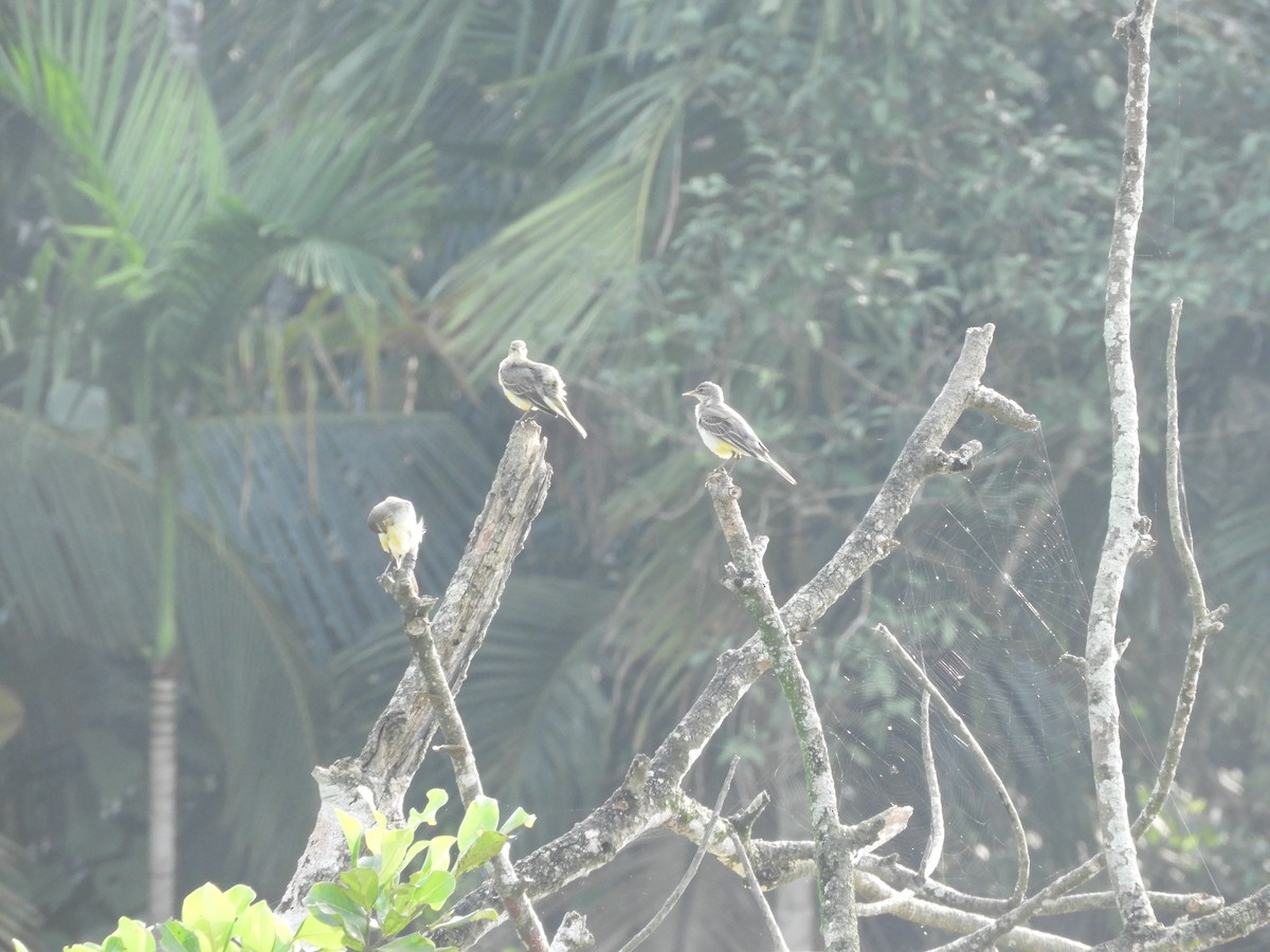 Western Yellow Wagtail - ML188681781