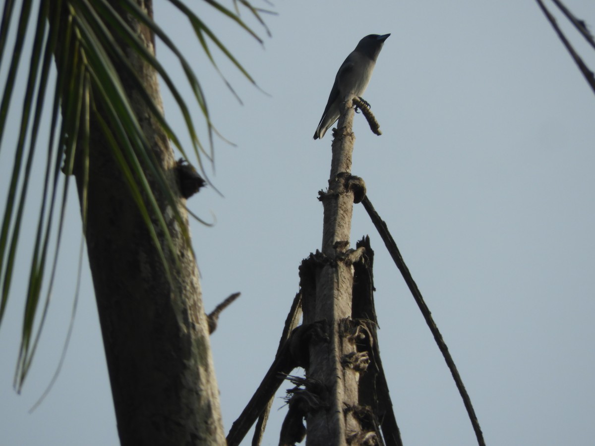 Ashy Woodswallow - ML188682151