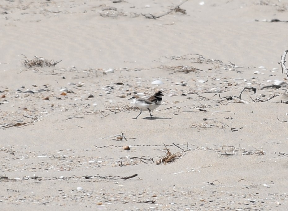 Semipalmated Plover - ML188683181