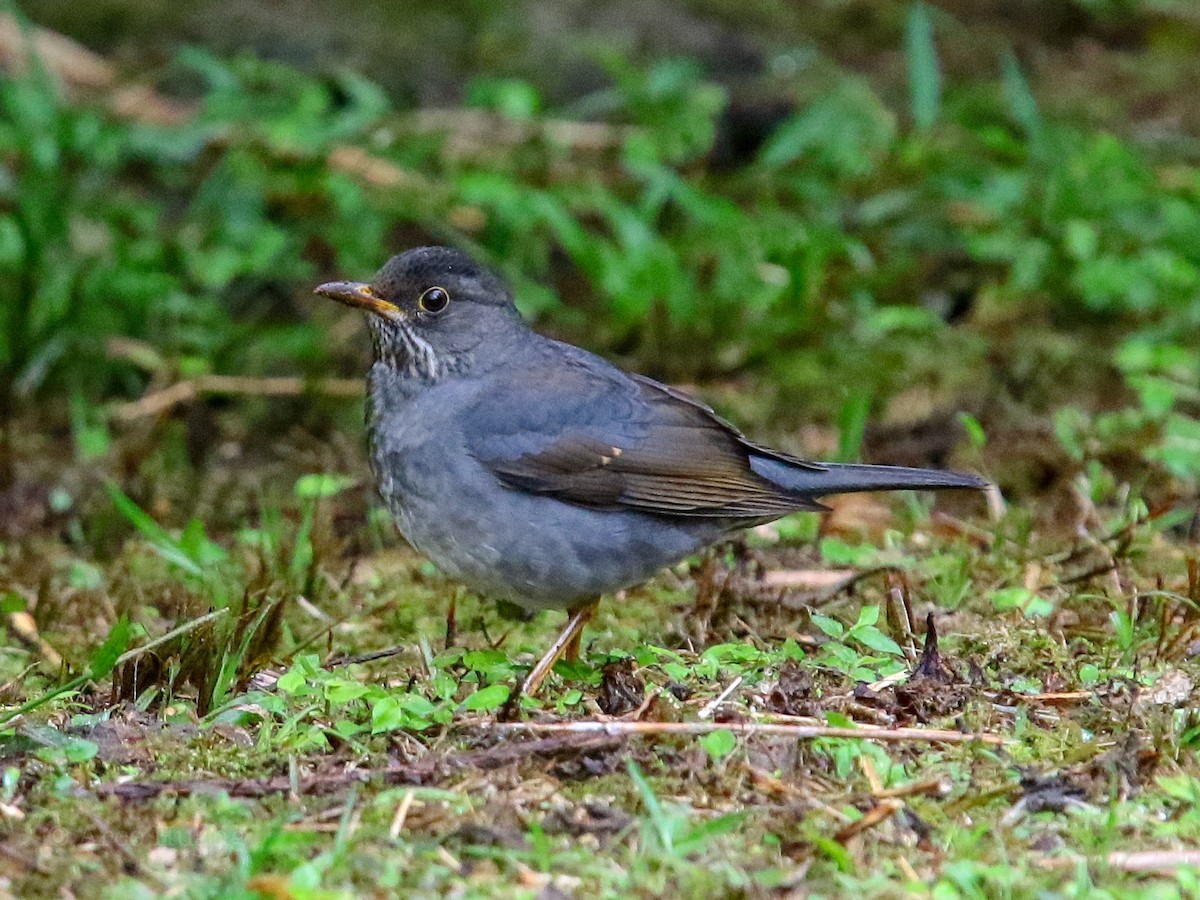 Andean Slaty Thrush - Anonymous