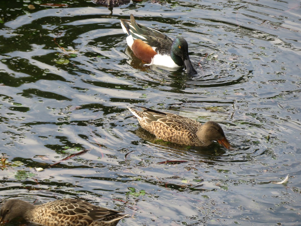 Northern Shoveler - Kian Guan Tay