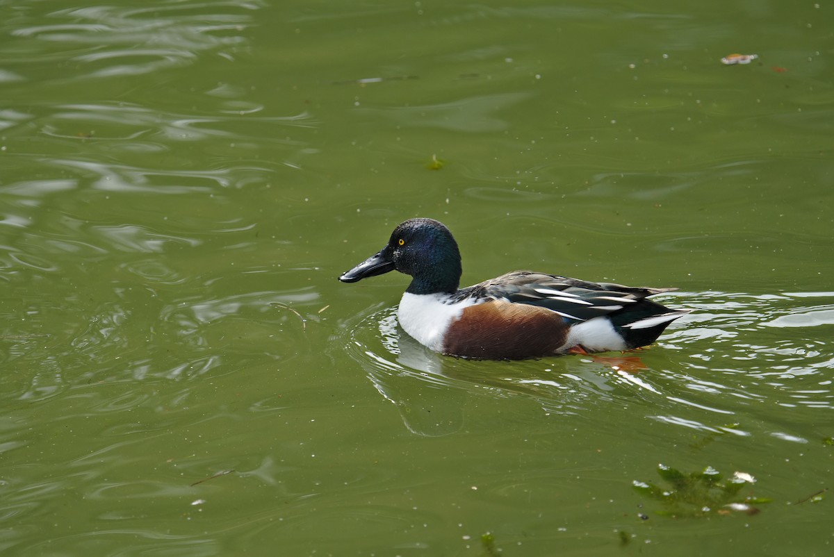 Northern Shoveler - Kian Guan Tay