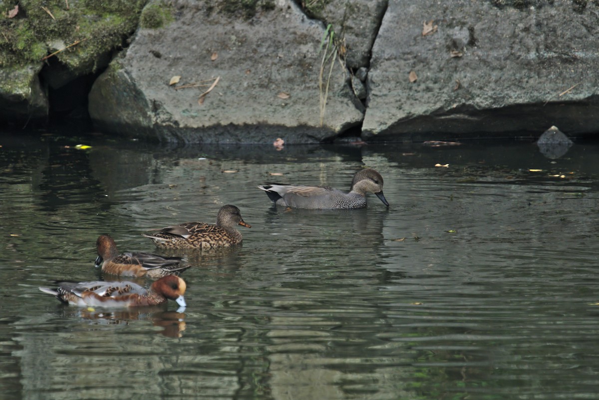 Gadwall - Kian Guan Tay