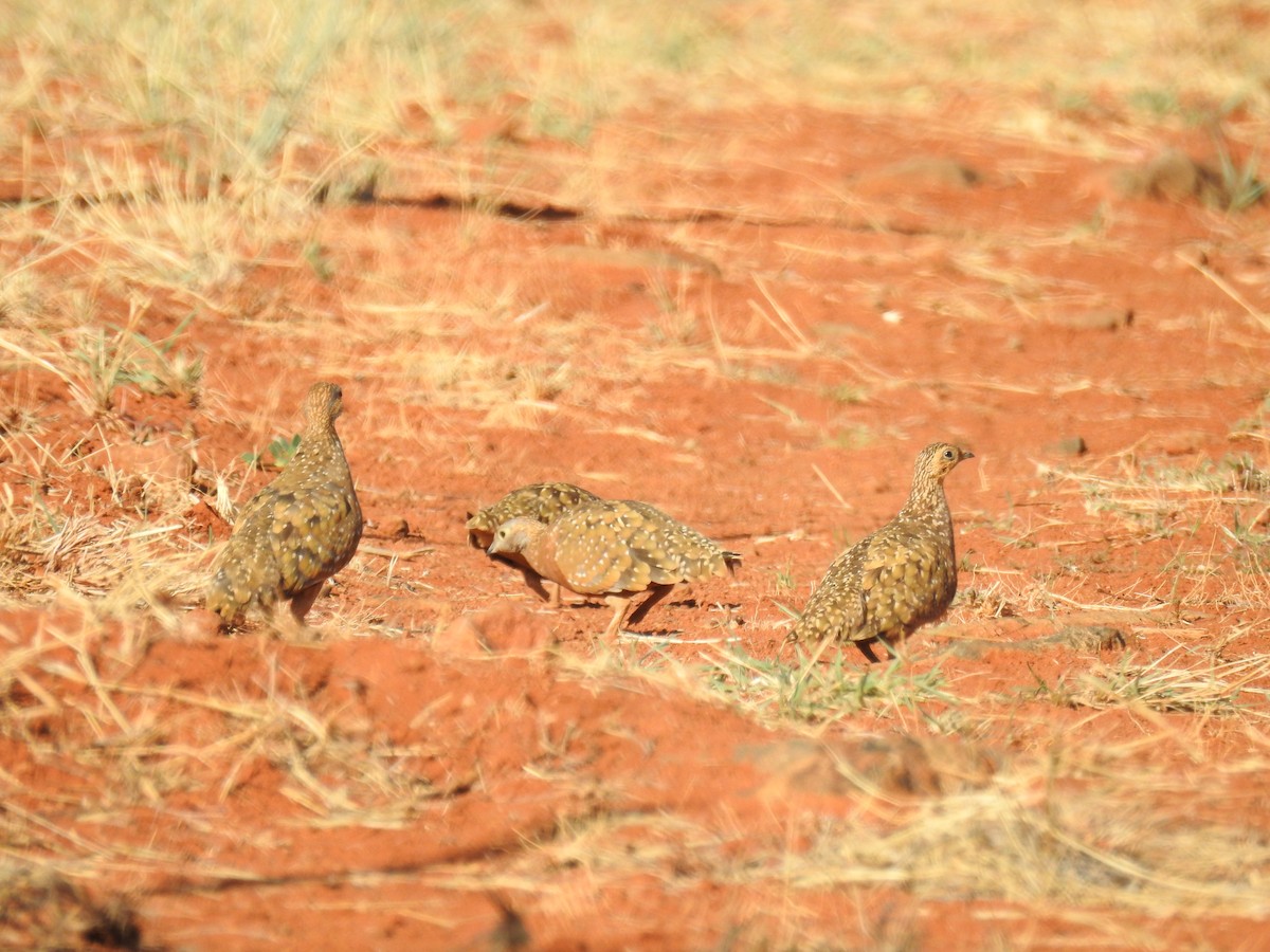 Burchell's Sandgrouse - ML188685441