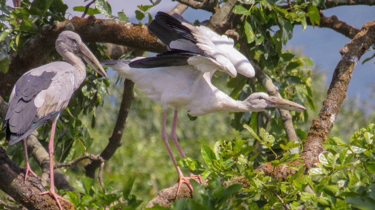 Asian Openbill - Dinesh Sharma