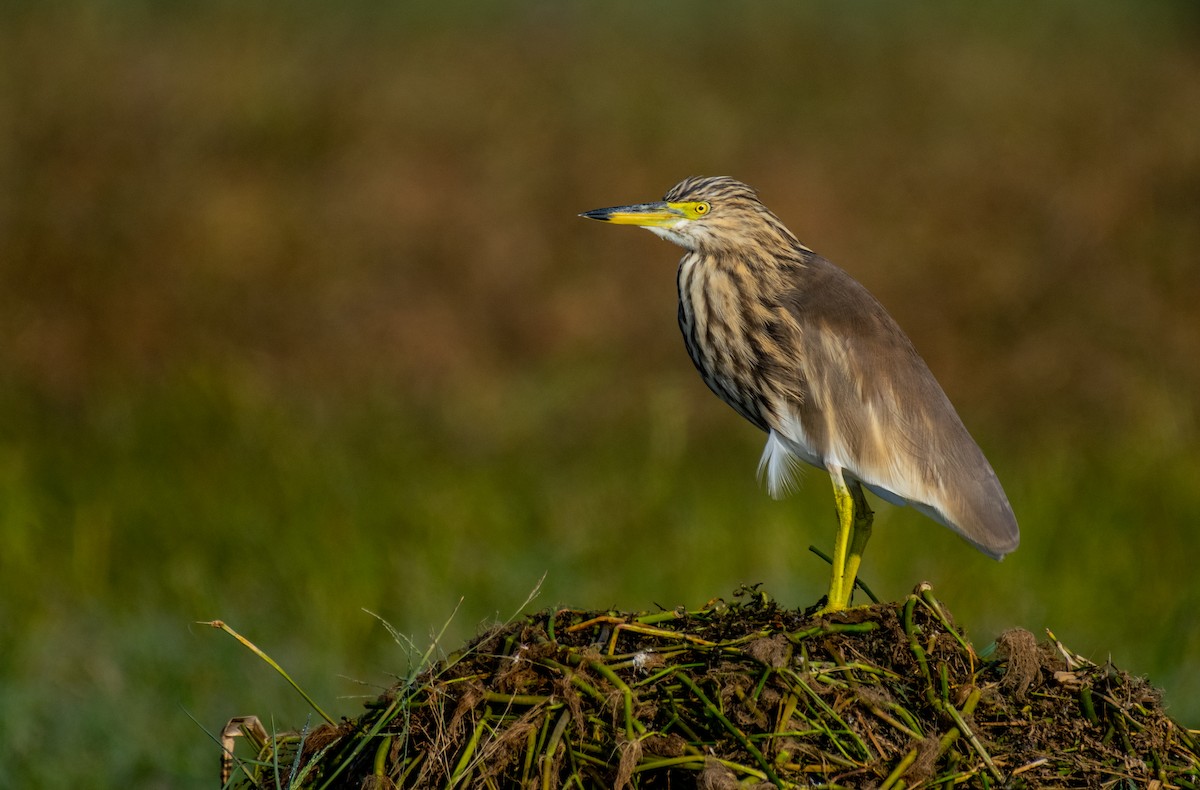 Indian Pond-Heron - Dr. Pankaj Chibber