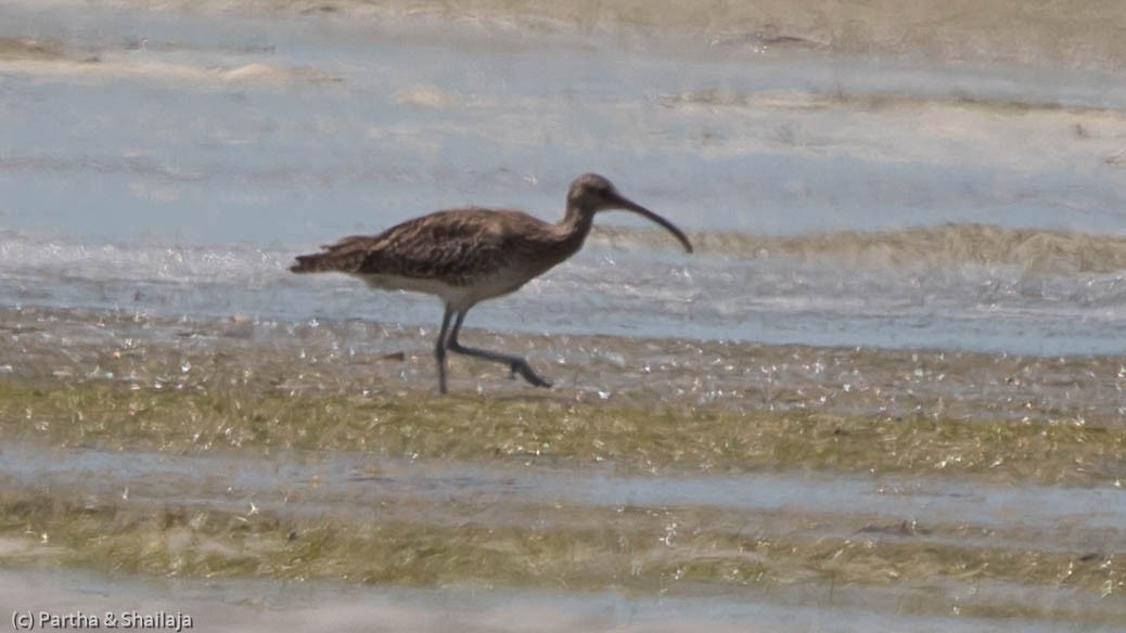 Whimbrel - Parthasarathy Gopalan