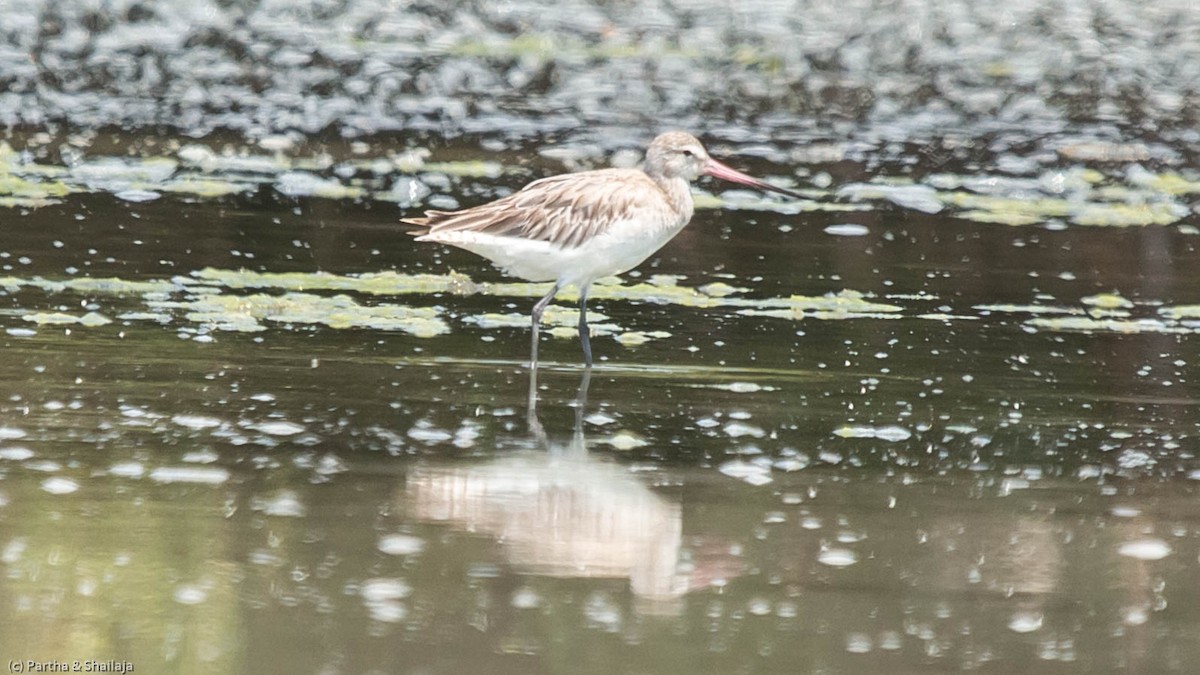 Bar-tailed Godwit - Parthasarathy Gopalan