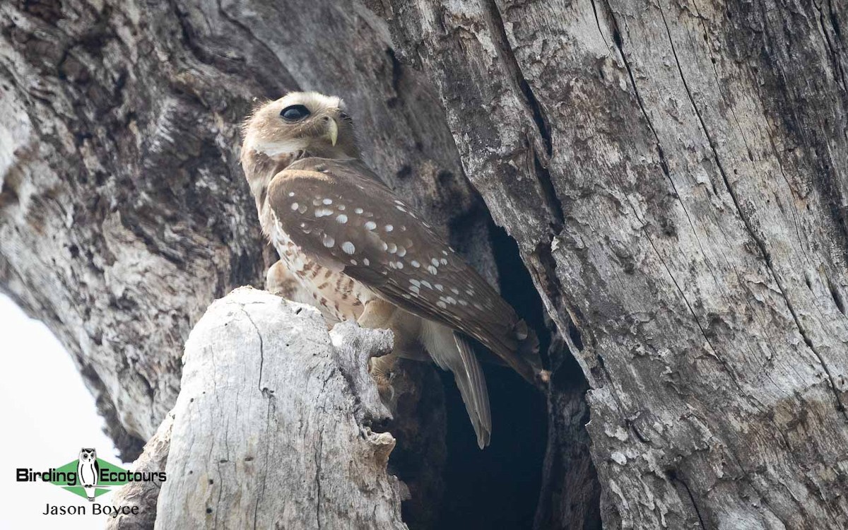 White-browed Owl - ML188691431