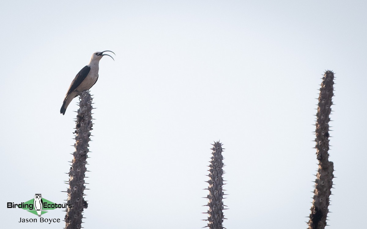 Sickle-billed Vanga - ML188691681