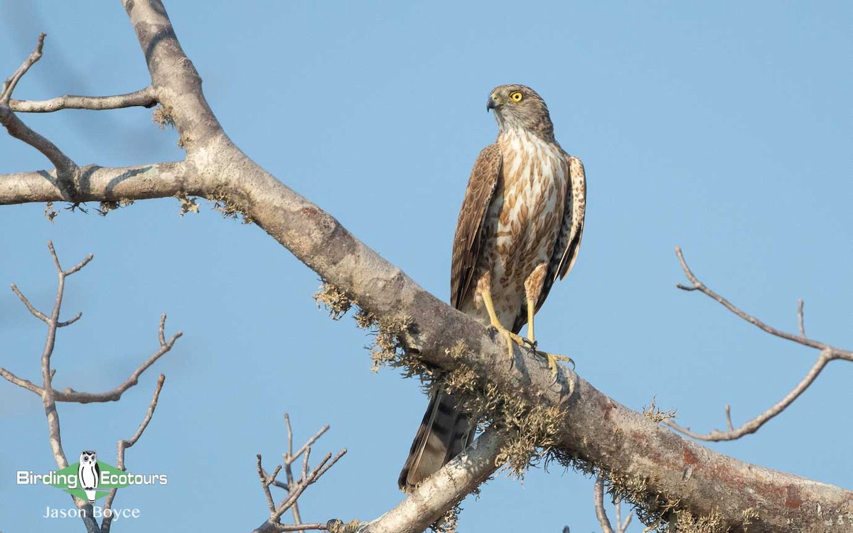 Madagascar Sparrowhawk - ML188691711