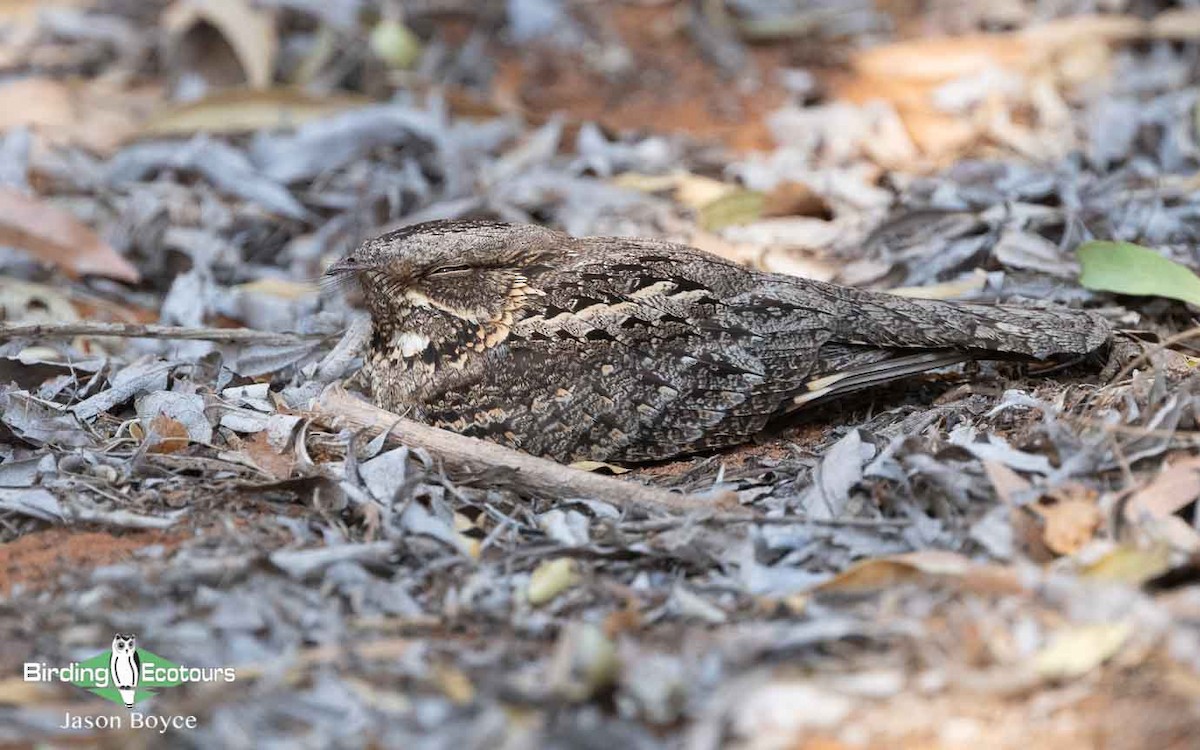 Madagascar Nightjar - ML188691791