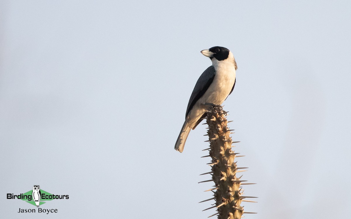 Lafresnaye's Vanga - ML188691801