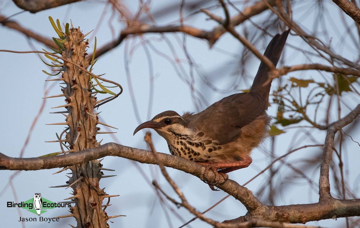 Subdesert Mesite - ML188691811