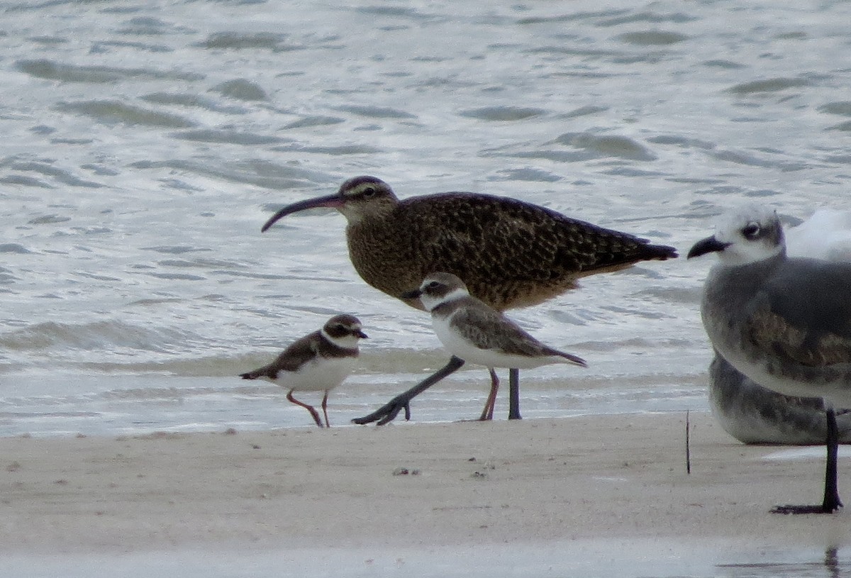 Whimbrel - ML188696331