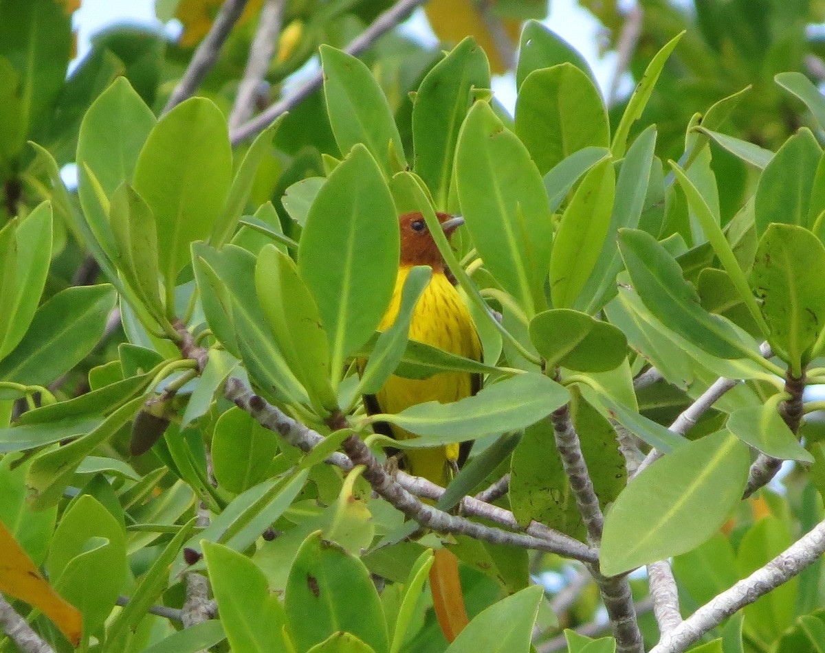 Yellow Warbler (Mangrove) - ML188696411