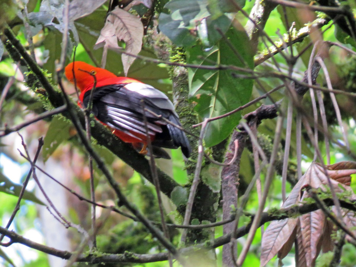 Andean Cock-of-the-rock - ML188697041