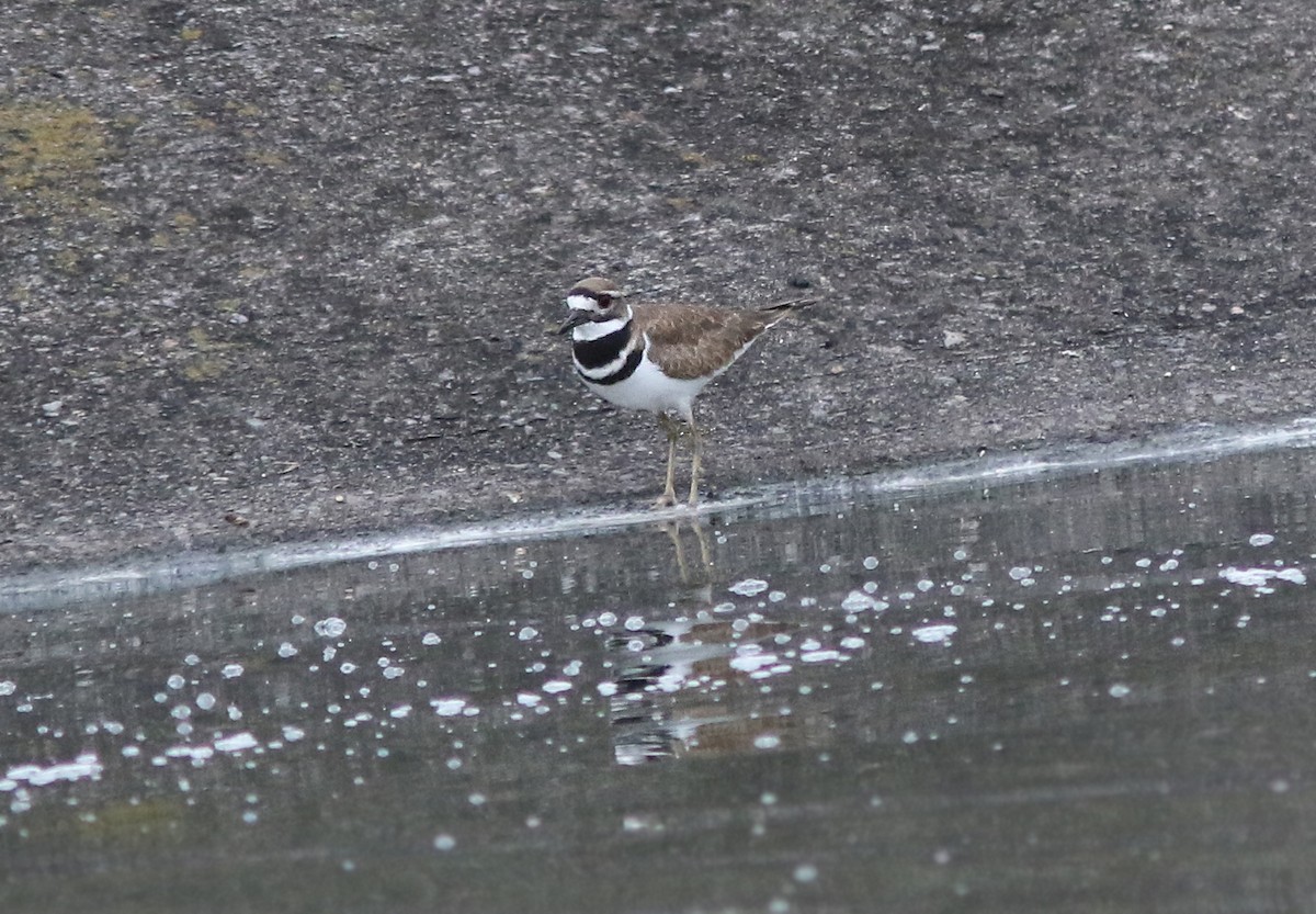 Killdeer - ML188700081