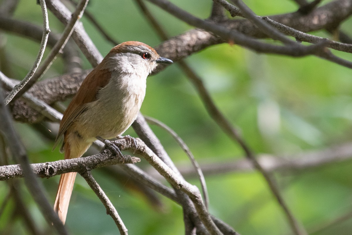 Rufous-tailed Palm-Thrush - ML188700221