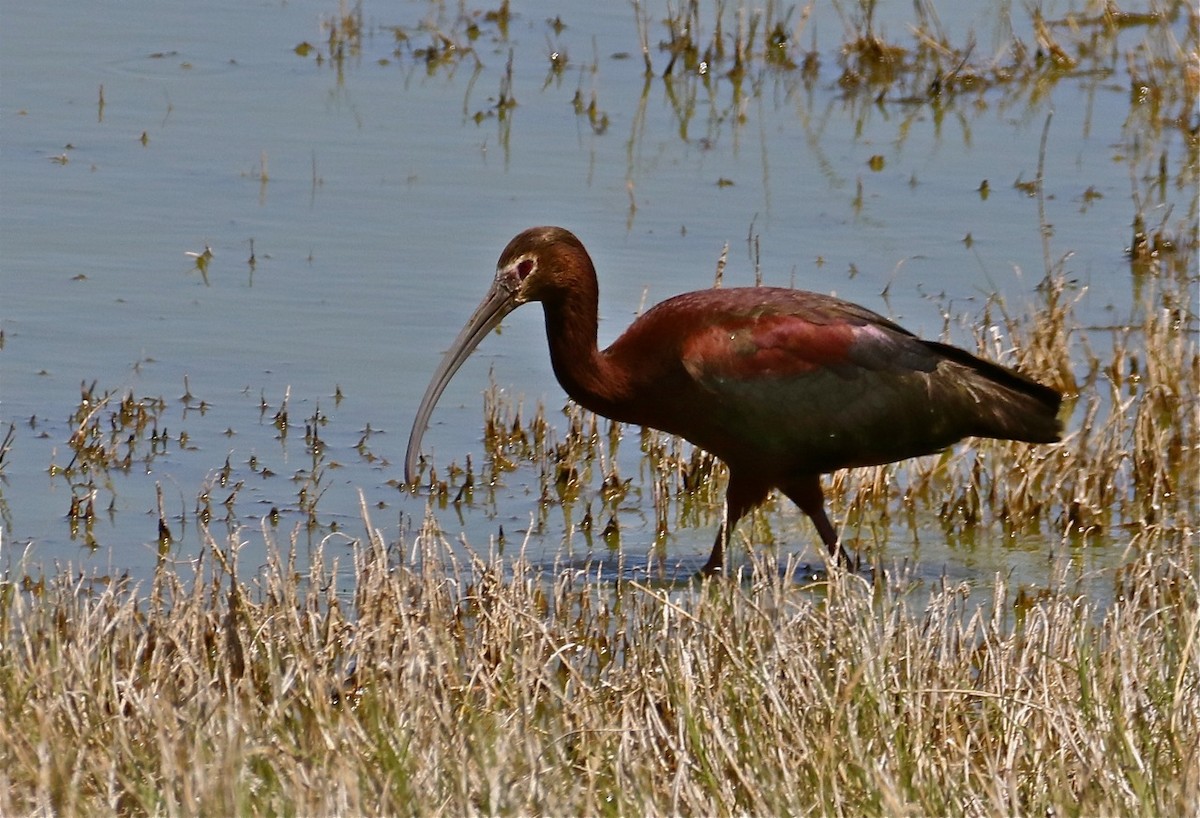 White-faced Ibis - Bill Hill