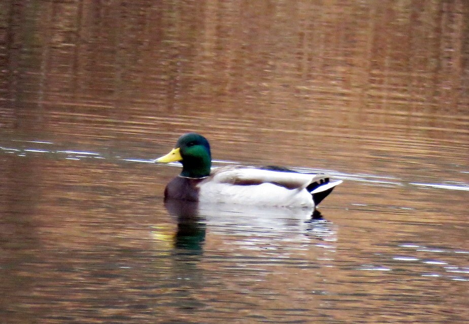 Mallard - Michael Bowen