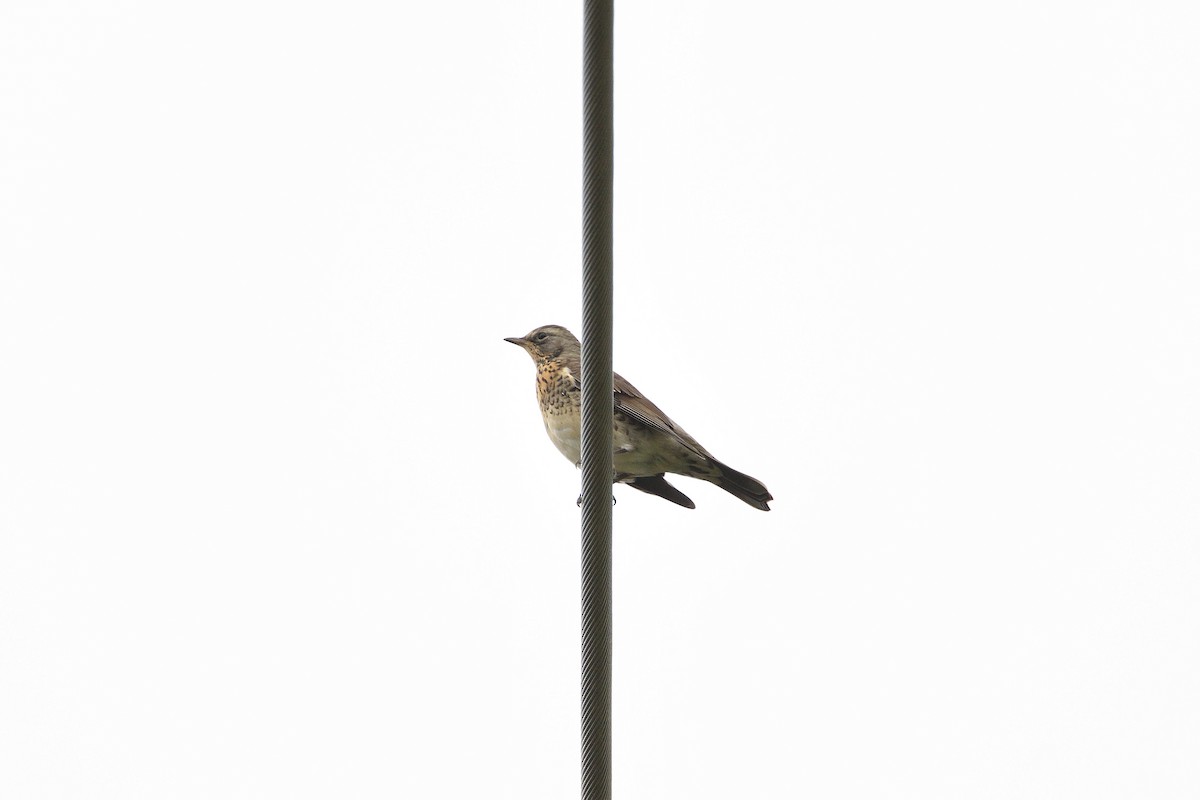 Fieldfare - ML188703231